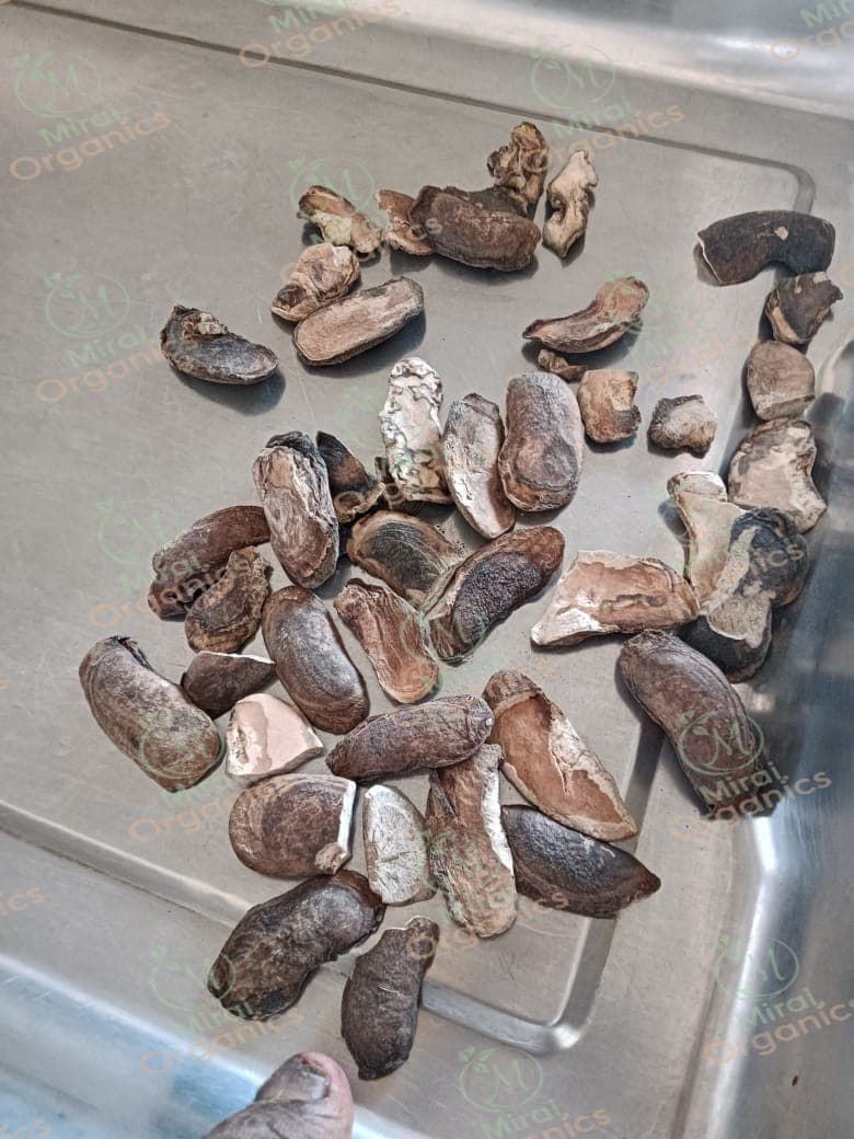 Mango Kernel Seed Powder
