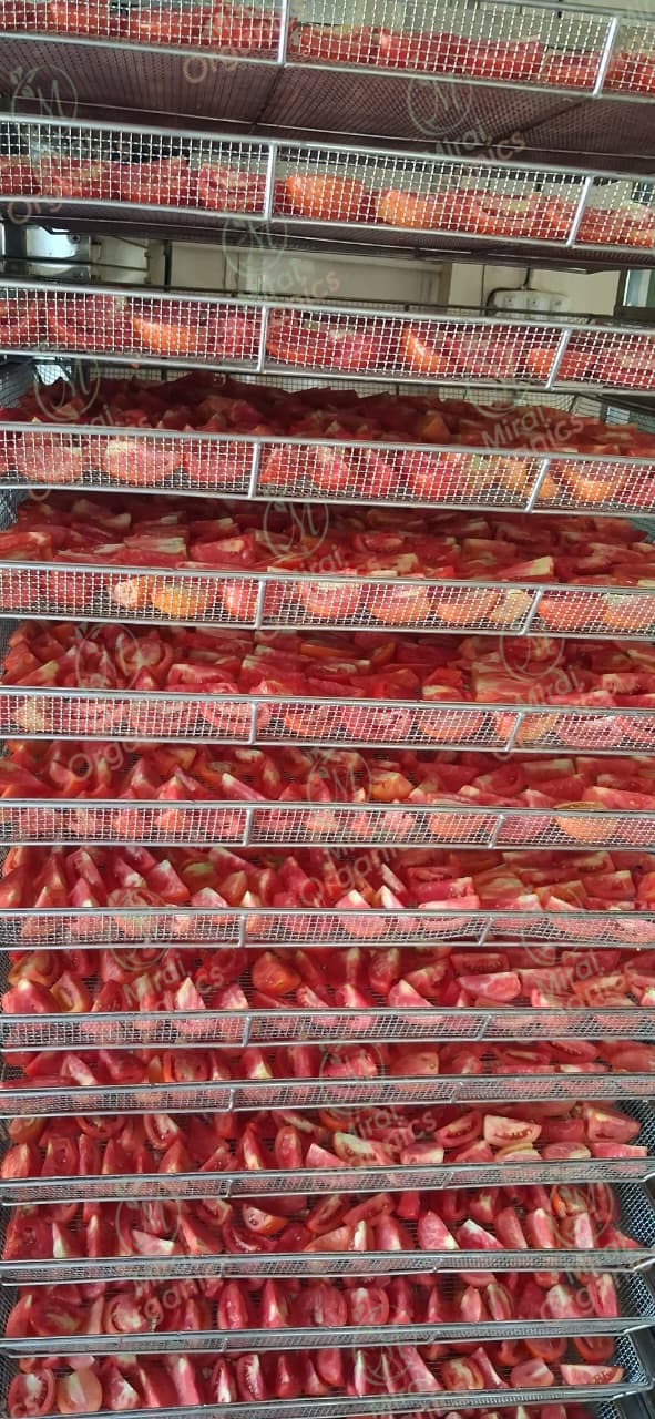 Tomato slices loaded onto drying trays
